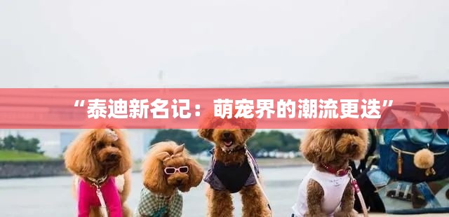 “泰迪新名记：萌宠界的潮流更迭”