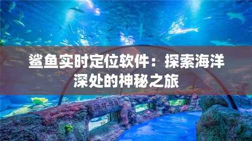 鲨鱼实时定位软件：探索海洋深处的神秘之旅
