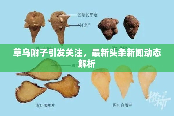 草乌附子引发关注，最新头条新闻动态解析