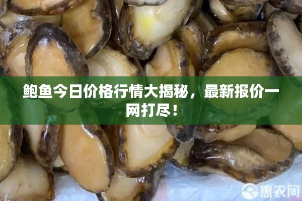 鲍鱼今日价格行情大揭秘，最新报价一网打尽！
