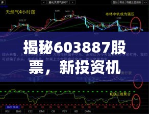 揭秘603887股票，新投资机遇与挑战并存