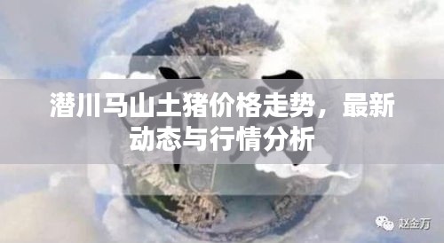 潜川马山土猪价格走势，最新动态与行情分析